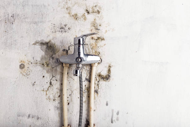 Best Same-Day Mold Removal  in Springfield, OH