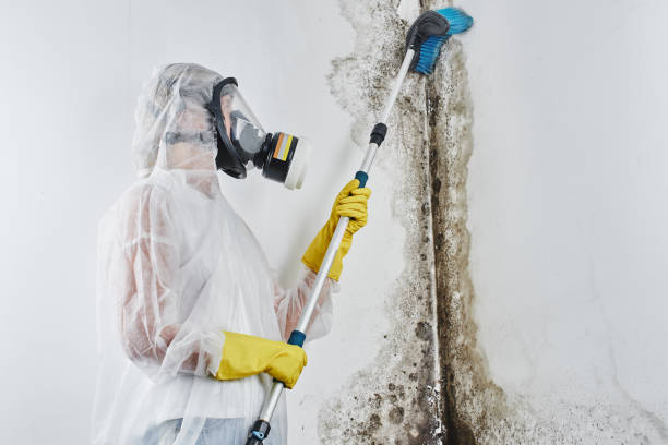 Best Best Mold Removal Companies  in Springfield, OH