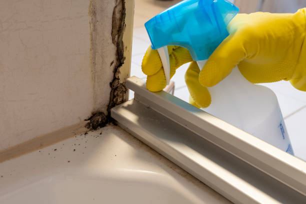 Best Mold Remediation  in Springfield, OH