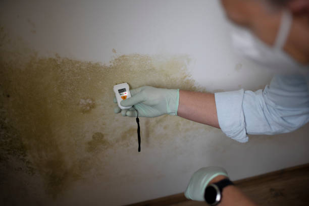 Best Black Mold Removal  in Springfield, OH