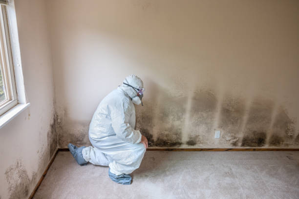 Best Professional Mold Removal  in Springfield, OH