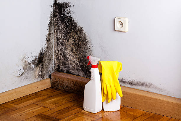 Reliable Springfield, OH Mold Removal Solutions