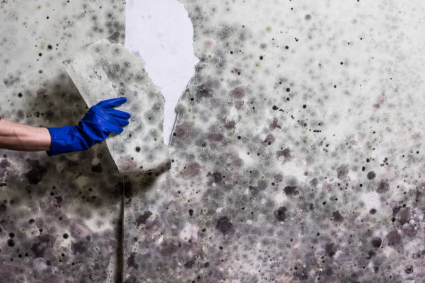 Best Emergency Mold Removal  in Springfield, OH