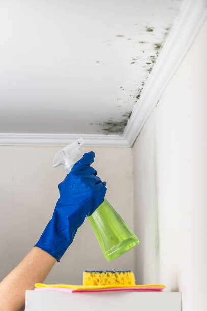 Best Certified Mold Removal  in Springfield, OH